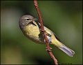 _2SB1276 orange-crowned warbler